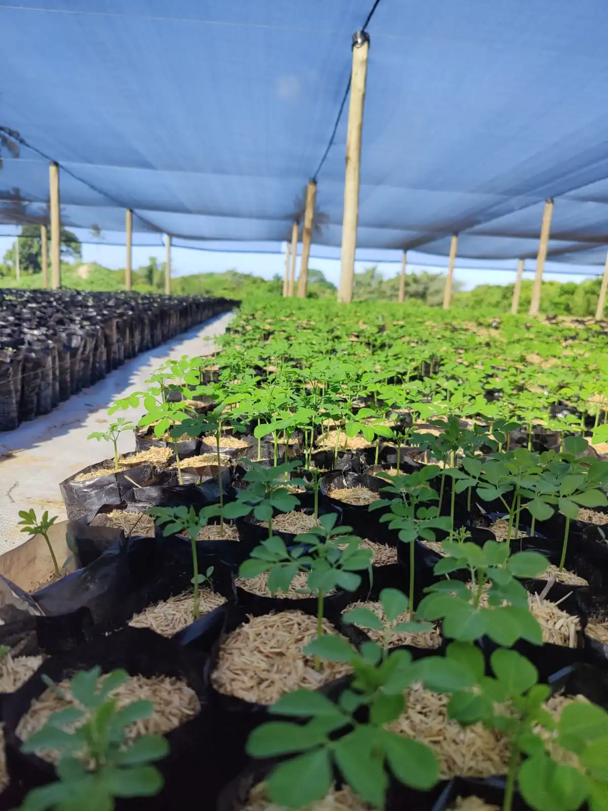 Seedling Supply